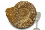 Polished Jurassic Ammonite (Kranosphinctes) - Madagascar #319501-2
